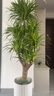 花財(cái)主大型盆栽綠植 檸檬樹(shù)鴨腳木發(fā)財(cái)樹(shù)天堂鳥(niǎo)綠植室內(nèi)客廳大盆栽 多頭龍血樹(shù)1.5-1.7米【梯形盆】 含盆 曬單實(shí)拍圖