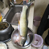 釣魚王新品霸王悍S大物竿鰱鳙竿輕硬綜合竿黑坑巨物臺釣竿免費試釣 7.2m 霸王悍S【支持下水試釣】 曬單實拍圖