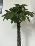 大型植物發(fā)財樹(shù)各種大顆盆栽開(kāi)業(yè)喬遷客廳辦公室內好養大型綠植 辮子發(fā)財樹(shù)1.4-1.5米+黑福盆 曬單實(shí)拍圖