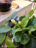 開(kāi)時(shí)果 茉莉花盆栽濃香型 桌面綠植物陽(yáng)臺(tái)花卉樹(shù)苗盆景擺件源頭直發(fā)包郵 精品茉莉花5-10株【加侖盆】 曬單實(shí)拍圖