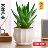 花翁盆栽室內(nèi)花卉綠植仙人掌植物 大號(hào)蘆薈（旭日東升瓷盆）源頭直發(fā) 曬單實(shí)拍圖
