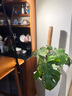 澤農(nóng)ZenoLUX 植物補光燈 四合一全光譜 PAR30 多肉蝴蝶蘭龜背竹等 定焦PAR30/4000K/30W/40°/黑色 曬單實拍圖