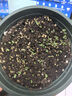 播種心情食用薄荷種子留蘭香檸檬貓薄荷室內(nèi)外陽臺(tái)多年生盆栽香草籽驅(qū)蚊 食用薄荷1000粒+加侖盆+土+肥 曬單實(shí)拍圖