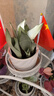 金邊虎皮蘭新房辦公室多肉植物花卉白玉虎皮蘭長(cháng)腳虎皮蘭綠植盆栽 3棵白玉虎皮蘭 曬單實(shí)拍圖