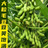 若荷早熟高產(chǎn)大粒毛豆種子軟糯清香非轉(zhuǎn)基因毛豆種子春播夏播抗病耐寒 毛豆種子一斤 曬單實(shí)拍圖