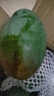 集南鮮 凱特芒果 四川攀枝花芒果當季大青皮黃皮大芒果新鮮水果整箱 含箱10斤  單果500g起  凈重9斤 曬單實拍圖