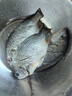 黃翅魚 黃立魚 黃墻黃蠟魚潮汕海鮮水產(chǎn)品黃腳立魚黃鰭鯛赤翅魚 3-4條1斤（去肚前500g） 曬單實(shí)拍圖