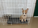 純種柯基幼犬活體寵物狗寵物狗狗活體犬威爾士柯基犬短腿狗 寵物級 公 曬單實(shí)拍圖
