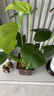 龜背竹盆栽水培大葉四季長青花卉綠植四季好養(yǎng)活清晰空氣臥室老樁 龜背竹60-70厘米3顆 曬單實拍圖