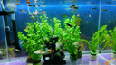 FENPAN硝化細(xì)菌魚缸用凈水劑養(yǎng)魚池塘凈化水質(zhì)穩(wěn)定劑烏龜水族消化活菌液 硝化細(xì)菌+亞甲基藍(lán)+高錳酸鉀710ml+送凈水片 【送稀釋工具】量杯、滴管、手套 曬單實(shí)拍圖
