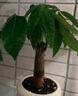 京云夢發(fā)財樹小盆栽花卉辦公室綠植招財送禮單桿發(fā)財樹甜甜圈源頭直發(fā) 曬單實拍圖