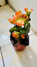 麗格海棠盆栽帶花不斷四季開花室內(nèi)陽(yáng)臺(tái)好養(yǎng)花卉玫瑰玻璃海棠 麗格海棠橙色（不含盆） 曬單實(shí)拍圖