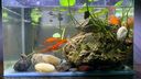 茨格曼魚缸燈led燈 防水觀賞照明燈支架燈三擋可調(diào)造景燈日光燈 黑色 X2-400三檔變色(燈長30cm) 曬單實拍圖