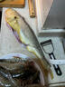 正宗大陳島大黃魚東海黃花魚新鮮活冷凍深海臺州海鮮水產(chǎn)中秋禮盒 1.1-1.3斤每條 2條裝 曬單實拍圖