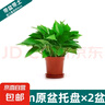 綠蘿盆栽室內(nèi)客廳綠植花卉 家用凈化空氣綠籮植物吸除甲醛吊蘭 高20CM【原盆+托盤】2盆+2肥 曬單實(shí)拍圖