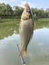 龍王恨魚餌新品果色天香百果香型開口料野釣鯽鯉鳊魚通殺餌料  260g 曬單實拍圖