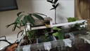 魚(yú)缸水培植物籃家用水草種植杯壁掛式挺水植物定植籃魚(yú)缸造景裝飾 水培定植籃【2個(gè)裝8*5.7cm】 曬單實(shí)拍圖