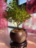 八芽 小葉赤楠盆景擺件室內(nèi)綠植花卉盆栽老樁客廳辦公室桌面好養(yǎng)植物 （【熱銷款】舍得紫砂盆赤楠+苔蘚+底座） 曬單實(shí)拍圖