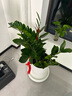 植男植女金錢(qián)樹(shù)大型盆栽植物室內(nèi)客廳落地辦公室輕奢招財(cái)好養(yǎng)綠植源頭直發(fā) 曬單實(shí)拍圖