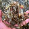 鮮賢農淡水小河蝦微山湖清水河蝦新鮮活蝦速凍無(wú)鹽補鈣大號青蝦醉蝦草蝦 小號（3-4厘米） 250g(凈重)  1盒 4盒（250克/盒） 曬單實(shí)拍圖