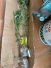 種花迷仟草集藍莓樹(shù)苗盆栽地栽藍梅樹(shù)當年結果 奧尼爾藍莓 南方北方果樹(shù) 北春 3年苗 曬單實(shí)拍圖