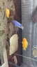 AMTRA德國安彩 魚(yú)缸過(guò)濾材料中空石英球硝化細菌屋高密度培菌凈水 中空石英球1L【內含網(wǎng)袋  新老顏色隨機發(fā)】 曬單實(shí)拍圖