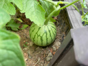 原起點(diǎn)西瓜嫁接苗麒麟西瓜苗秧8424美都2K家庭陽(yáng)臺盆栽水果四季蔬菜苗 冰糖麒麟西瓜苗3棵 曬單實(shí)拍圖