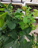 花行榜進(jìn)口香水百合花種球盆栽花卉綠植物室內陽(yáng)臺 橙色5顆源頭直發(fā) 曬單實(shí)拍圖