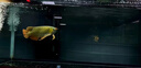 印尼紅龍魚活體魚辣椒紅龍超血紅龍金龍魚活魚龍魚小魚熱帶觀賞魚 極品——赤血紅龍魚【包發(fā)色】 16-18cm【證書芯片齊全】包發(fā)色 曬單實拍圖