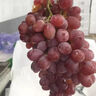桃李村新疆克倫生葡萄新鮮水果紅提脆甜多汁孕婦應季水果 新鮮紅提2斤嘗鮮裝 曬單實(shí)拍圖