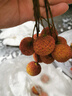 正宗四川瀘州合江荔枝【順豐快遞】新鮮大紅袍荔枝妃子笑荔枝 5斤精選大果【玉荷包】 合江荔枝 曬單實拍圖