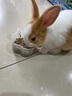 麥?zhǔn)嫣赝眉Z兔子專用飼料5斤荷蘭豬幼兔糧垂耳兔糧食10斤寵物通用抗球蟲 5斤兔糧 1個(gè)月-3個(gè)月 曬單實(shí)拍圖