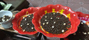 優(yōu)基（YJ）益生菌凍干貓糧成貓專用無谷全價成貓糧酸奶芝士凍干糧腸道健康 7.5kg成貓糧 曬單實拍圖