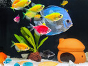 瀚幻七彩神仙魚觀賞魚熱帶魚中小型燕魚財(cái)神紅鴿子紅藍(lán)松石活體淡水魚 套餐1 曬單實(shí)拍圖