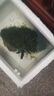 共度（Gong Du）魚(yú)缸莫斯水草植物活體慕斯片散裝莫絲樹(shù)球沉木大 莫斯樹(shù)棕色20*11*13cm 曬單實(shí)拍圖