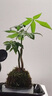 新型造型發(fā)財樹盆栽盆景奇趣獨特室內(nèi)植物室內(nèi)辦公室好養(yǎng)植物 奇趣雙桿發(fā)財樹苔蘚球+塑料底座 曬單實拍圖