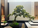九葉草仿真迎客松室內(nèi)綠植造景裝飾櫥窗樓梯下黑松新中式假樹(shù)仿生羅漢松 定制尺寸 曬單實(shí)拍圖
