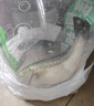 鮮活沖浪大鱸魚600-750g/條 曬單實拍圖