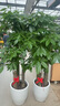 芙洛拉花園【兩小時達】發(fā)財樹綠蘿金錢樹散尾葵天堂鳥大型綠植室內(nèi)開業(yè)喬遷 步步高發(fā)財樹 曬單實拍圖