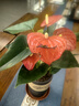 繽賢紅掌盆栽綠植花卉鴻運(yùn)當(dāng)頭白掌一帆風(fēng)順室內(nèi)好養(yǎng)活四季開花水培 特級(jí)大號(hào)紅掌2株原盆+肥料 #28 曬單實(shí)拍圖