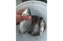 岡原進口高碳素短節(jié)磯竿便攜伸縮滑漂遠投竿手海兩用磯海竿大導(dǎo)環(huán)魚竿 3.6m 【帶漁輪套裝】竿+漁輪+竿包配件 曬單實拍圖