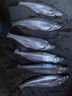 黃尾G窩黃尾殺手餌料誘餌野釣紅尾青尾鲴翹嘴魚(yú)黃尾刺客黃尾拉餌 黃尾G窩-拉餌版【1包】200g 曬單實(shí)拍圖