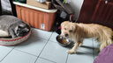 皇家狗糧 成犬狗糧 犬糧 通用犬型 CC 通用糧 ≥12月 3KG 曬單實(shí)拍圖