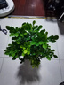 臨雅香水米蘭盆栽驅蚊驅蟲(chóng)植物好養活綠植客廳室內花卉四季米蘭花樹(shù)苗 驅蚊香水米蘭+原盆+肥料 曬單實(shí)拍圖