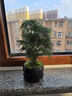 八芽文竹盆栽植物室內(nèi)客廳中式禪意盆景好養(yǎng)綠植辦公室擺件創(chuàng)意花卉 禪意盆文竹-含密胺托盤(pán) 帶盆栽好 曬單實(shí)拍圖