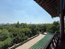 游復(fù)吟藤椅單人椅靠背椅單人藤椅家用優(yōu)質(zhì)PE藤條椅子戶外餐椅陽臺休閑 2號椅古黃色 1把 曬單實拍圖