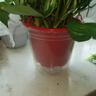 長藤綠蘿垂吊綠植室內(nèi)吊蘭吸甲醛凈化空氣綠植盆栽稀有綠蘿盆栽 【盆口直徑16厘米】長藤白盆綠2盆送肥料 曬單實拍圖