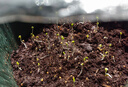 IAM City Farmer三葉幸運(yùn)草罐頭diy兒童種植小盆栽綠植植物種子好運(yùn)罐頭禮物10067 曬單實(shí)拍圖