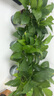雙盟綠蘿盆栽除甲醛花卉綠植辦公室新房?jī)艋諝?120款10盆源頭直發(fā) 曬單實(shí)拍圖