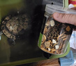 吉品鴻多拼凍干龜糧烏龜飼料面包蟲小巴西龜黃緣草龜水龜幼龜糧500ML 曬單實(shí)拍圖